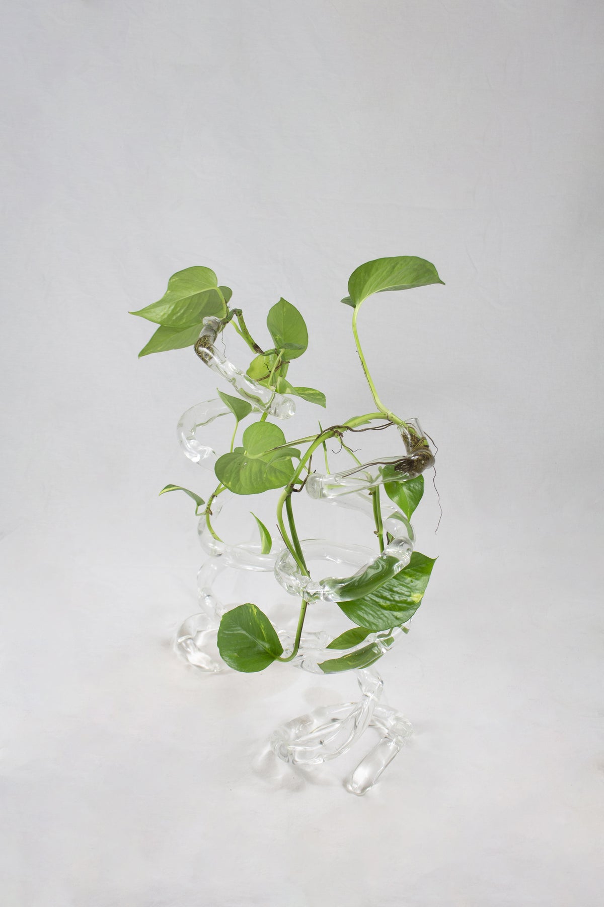 Espiral spiral glass vase in transparent borosilicate glass by Magdalena Hart, Rain and Rivers