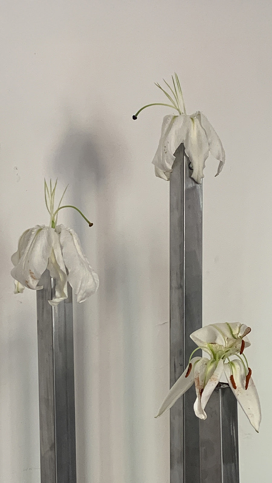 A Practice of Porosity, Il.lacions (2025), motorized flower installation by Magdalena Hart, image 2 of 3