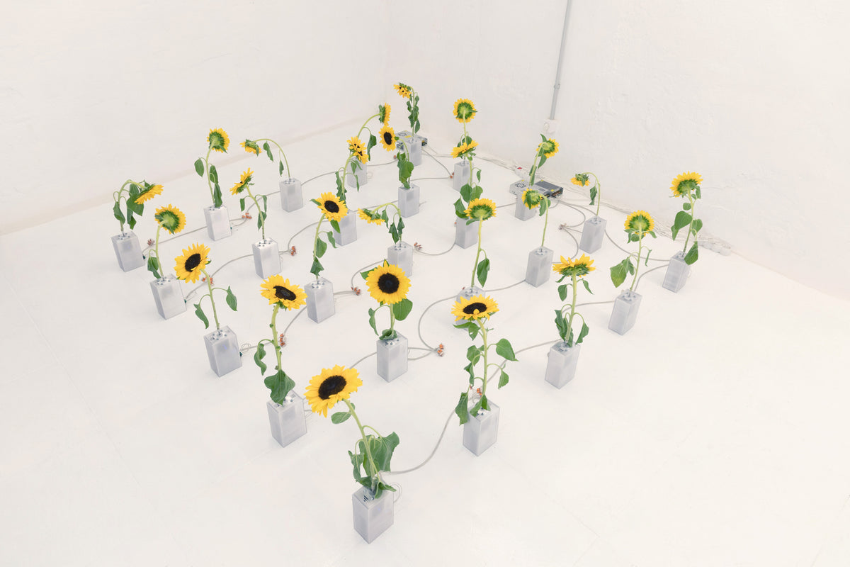 Not All Flowers Follow The Sun (2026), kinetic sunflower installation by Magdalena Hart, image 1 of 4