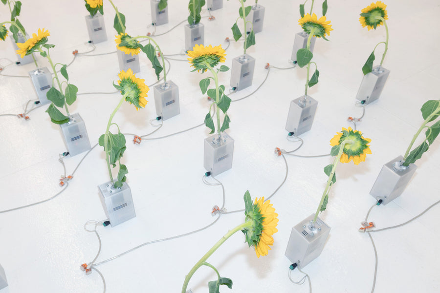 Not All Flowers Follow The Sun (2026), kinetic sunflower installation by Magdalena Hart, image 2 of 4