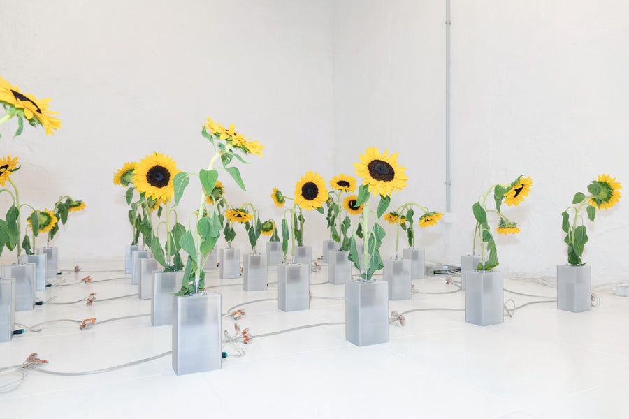 Not All Flowers Follow The Sun (2026), kinetic sunflower installation by Magdalena Hart, image 4 of 4