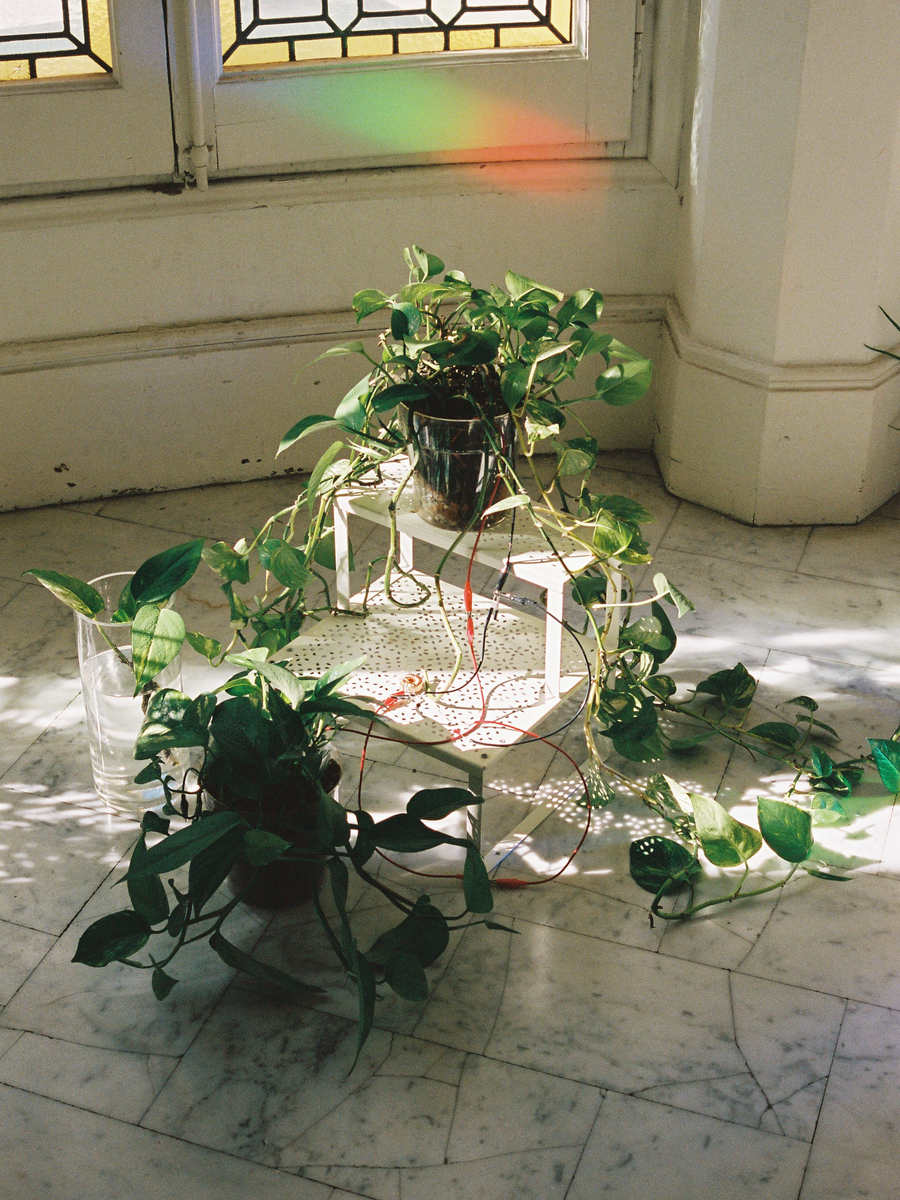 Photo Microbial Fuel Cell (2020 - 2021), living electricity installation by Magdalena Hart, image 1 of 4