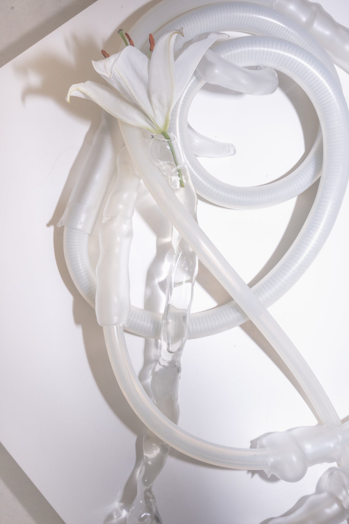 Coiled blown glass tubes with a white lily, sculpture by Magdalena Hart